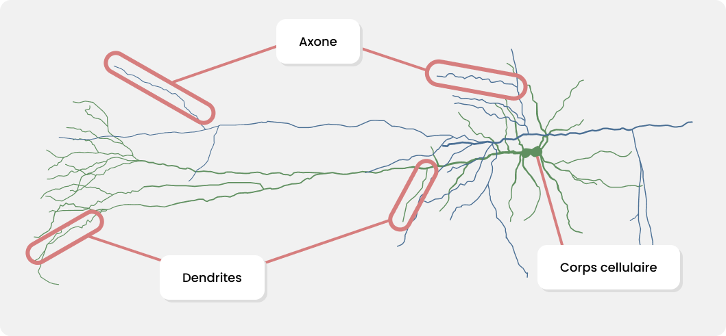 From Fabuio - Own work, CC BY 4.0, schéma d'un neurone avec mis en avant les dendrites et les axones